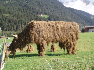 Een koe in stro