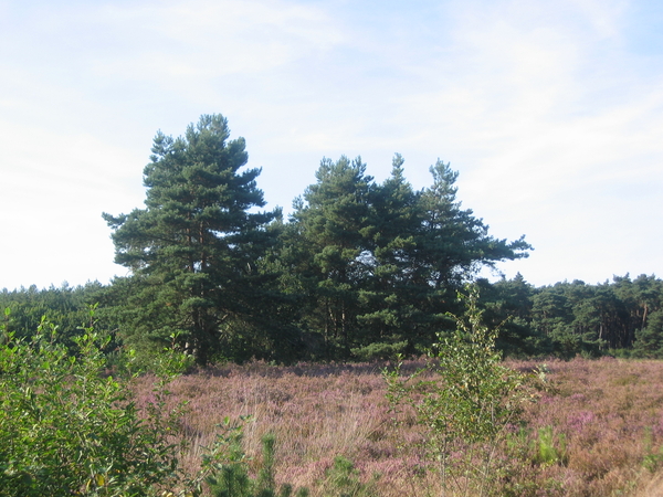 heide; Zonhoven; Teut