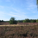 De Teut te Zonhoven