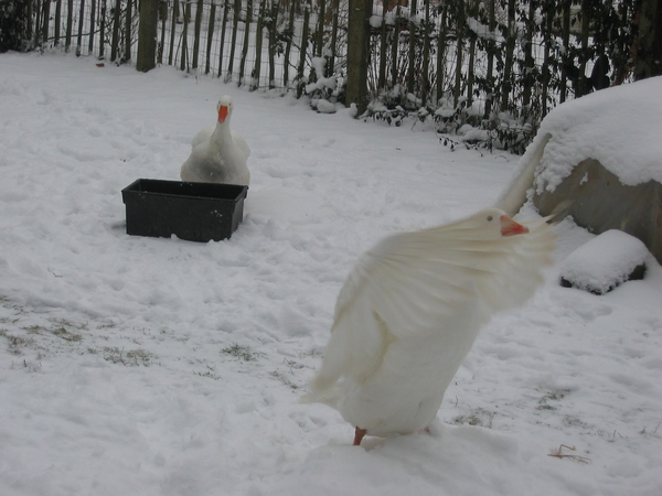 Boerenganzen; sneeuw