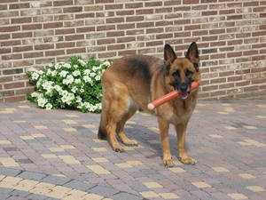 Chlo met haar onafscheidelijk speeltje, juli 2010