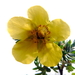 Gele bloempjes van struik