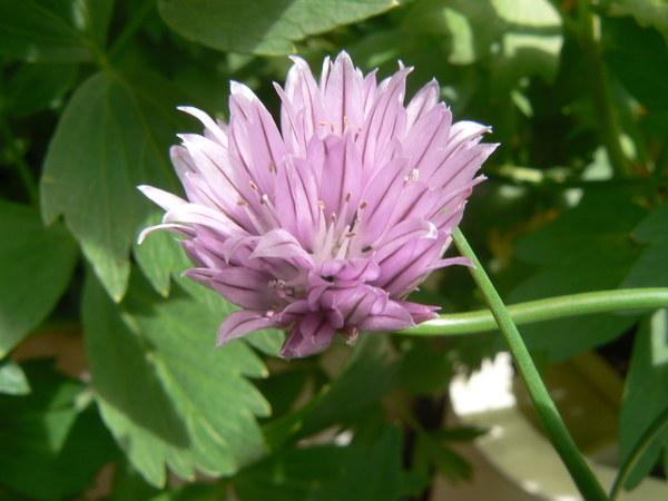 Bieslook, Tuin, Kruiden, Bloei, Bloemen