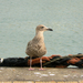 Meeuw in Oostende