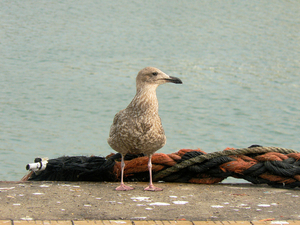 Meeuw in Oostende