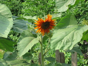 De eerste zonnebloem, 6 juli 2010