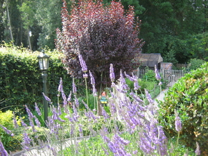 een beetje Provence in onze tuin, juli 2010