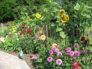 Zonnebloemen en dahlia's