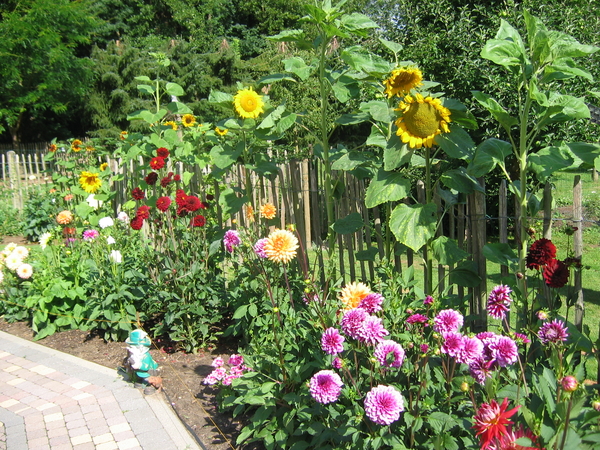 Zonnebloemen en dahlia's