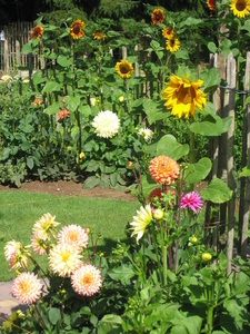 Zonnebloemen en dahlia's, goede vrienden