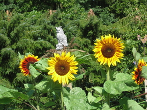 Hallo Mijnheer De Uil