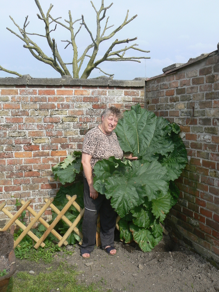 Andrea, Tuin, Rabarber
