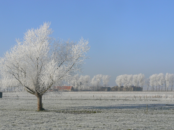 Winterpracht in de Moeren