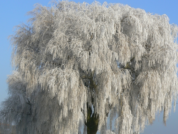Boom, Bomen, Treurwilg, Sneeuw, IJs, Winter