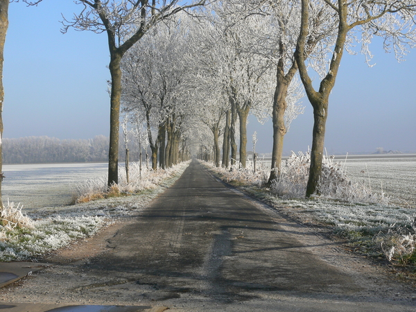 Boom, Bomen, Weg, Winter, Sneeuw, Oneindig