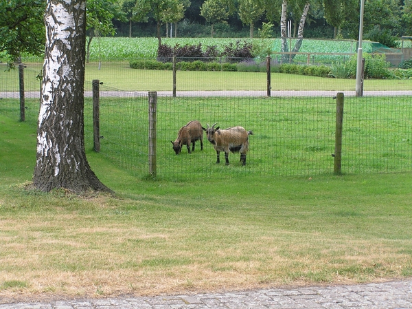 2006-07-03  BURCHT D 002