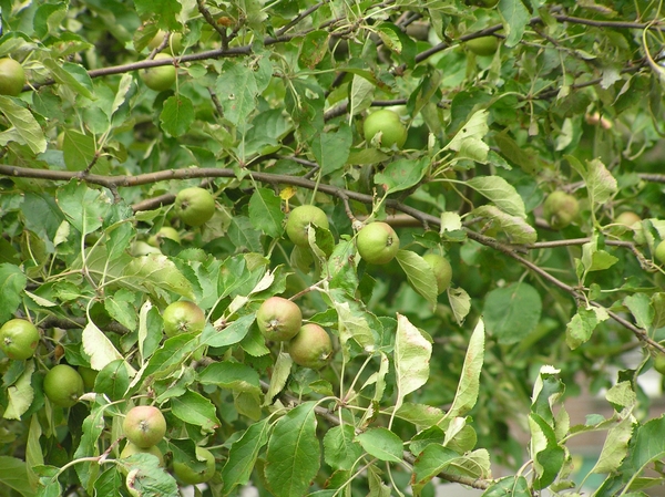 2006-07-03  BURCHT D 003