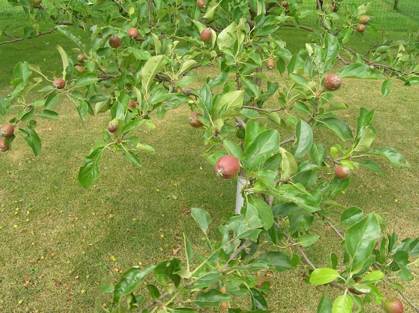2006-07-03  BURCHT D 004