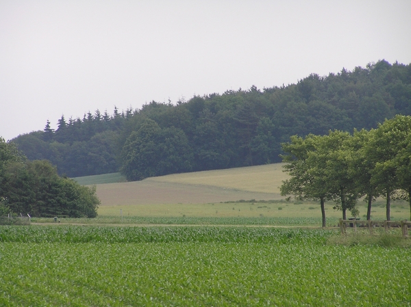 2006-07-03  BURCHT D 005