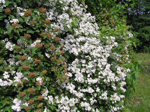 2006-07-03  BURCHT D 026