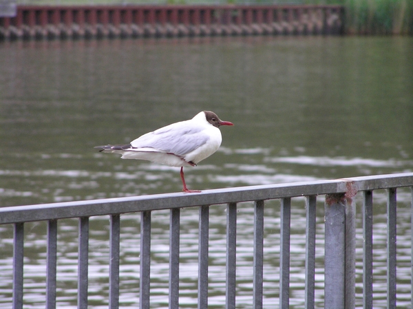 2006-07-03  BURCHT D 071