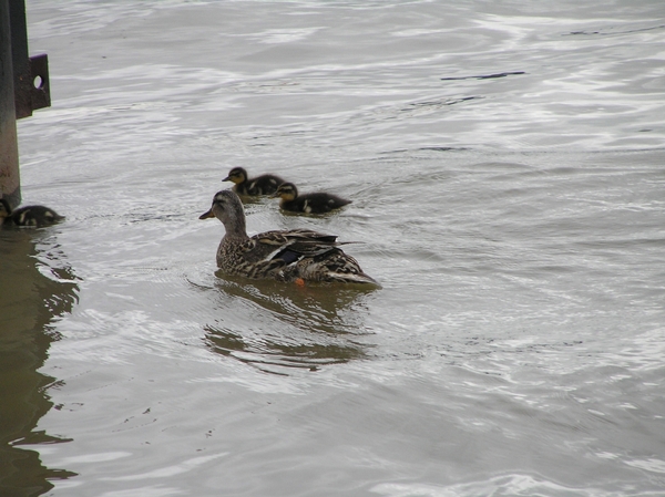 2006-07-03  BURCHT D 083