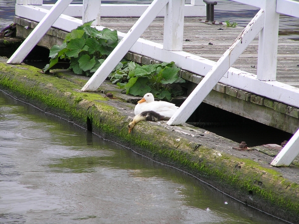 2006-07-03  BURCHT D 085