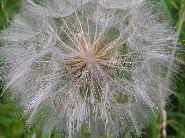 2006-07-03  BURCHT D 131