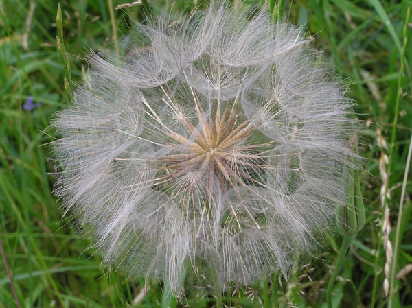 2006-07-03  BURCHT D 132