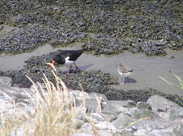 2006-07-03  BURCHT D 161