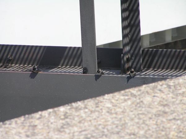 2006-07-03  BURCHT D 169