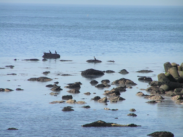 2006-07-03  BURCHT D 187