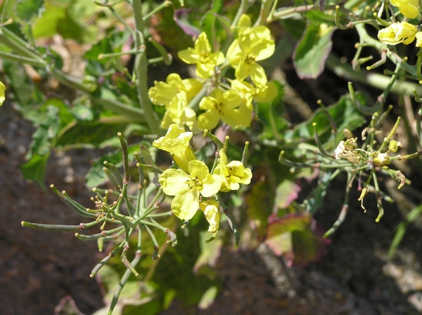 2006-07-03  BURCHT D 203