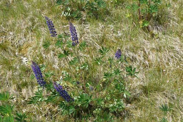 2008-05-024 BURG 2008 par1 092