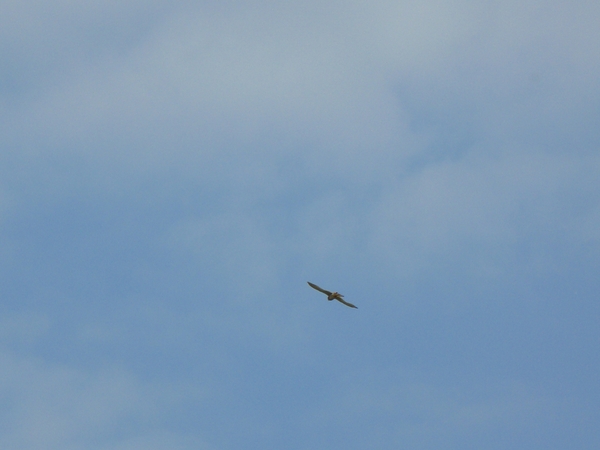 2008-05-024 BURG 2008 par1 254