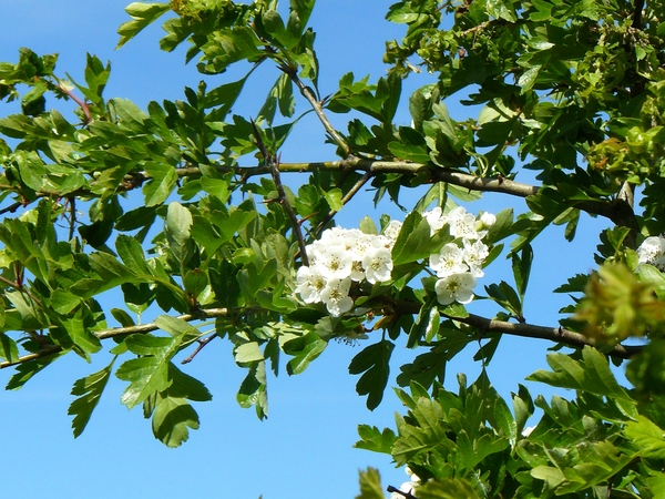 2008-05-024 BURG 2008 par1 382