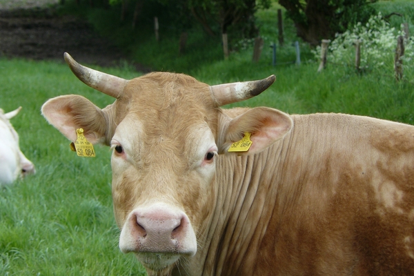 2008-05-024 BURG 2008 par 2 082