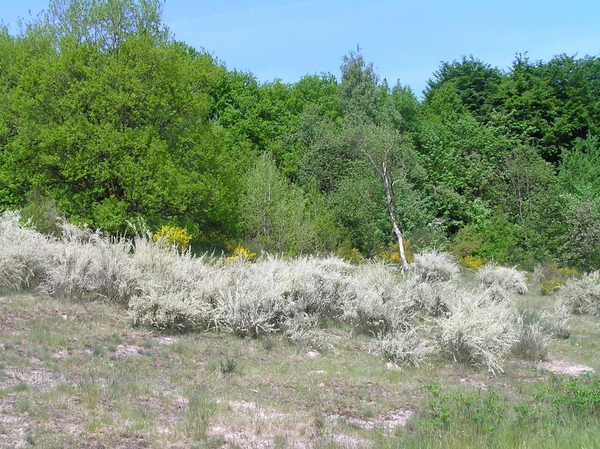 2008-05-024 BURG 2008 D 024
