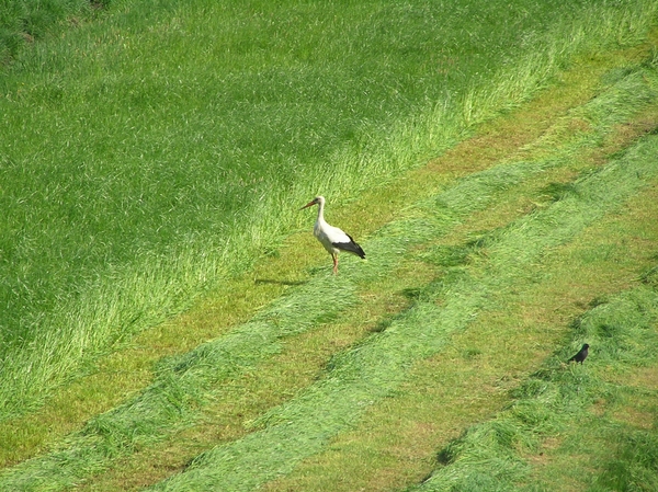 2008-05-024 BURG 2008 D 034