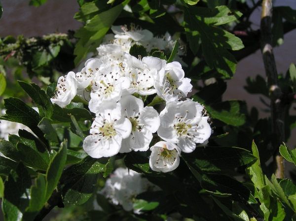 2008-05-024 BURG 2008 D 094