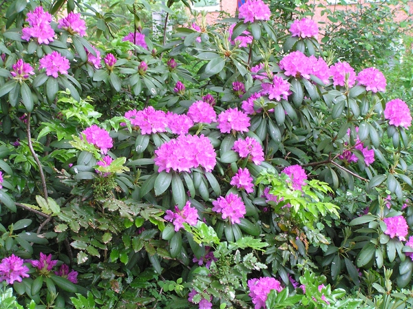 2008-05-024 BURG 2008 D 121