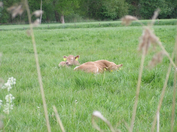 2008-05-024 BURG 2008 D 166