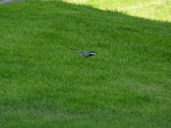 2009-06-29 burg 2 034