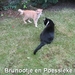 Brunootje en Poessieke