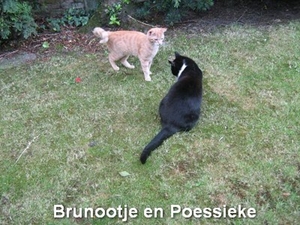 Brunootje en Poessieke