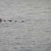 2009-06-29 burg 2 244
