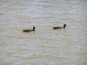 2009-06-29 burg 2 310