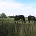 2009-06-29 burg 2 334