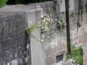 2009-06-29 burg 2 360