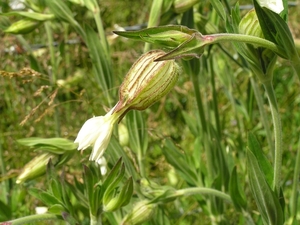 2009-06-29 burg 2 365